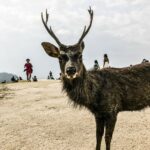 奈良旅行記