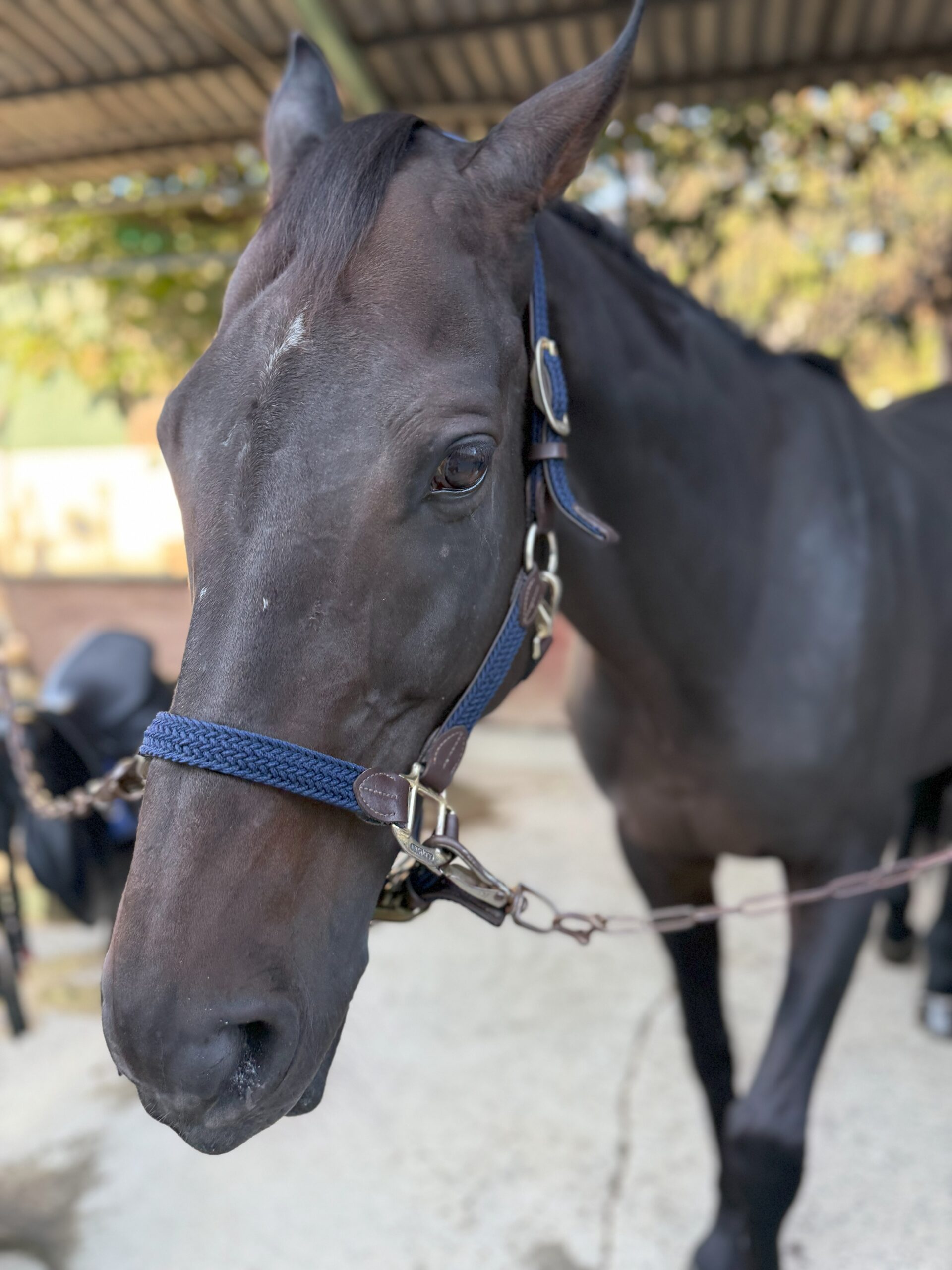 新年のごあいさつ